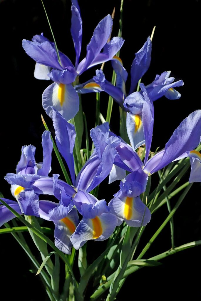 flowers, blue, iris-4431214.jpg